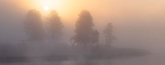 Wildfire smoke in tress of yellowstone