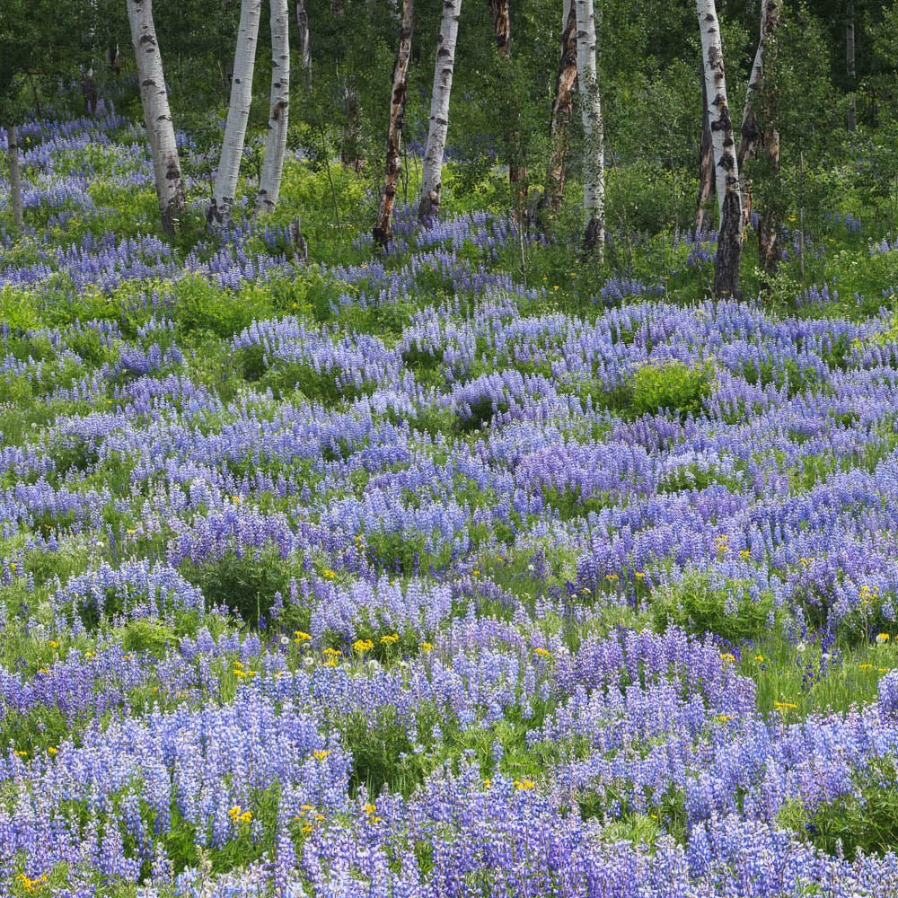 Crested Butte Wildflowers Workshop