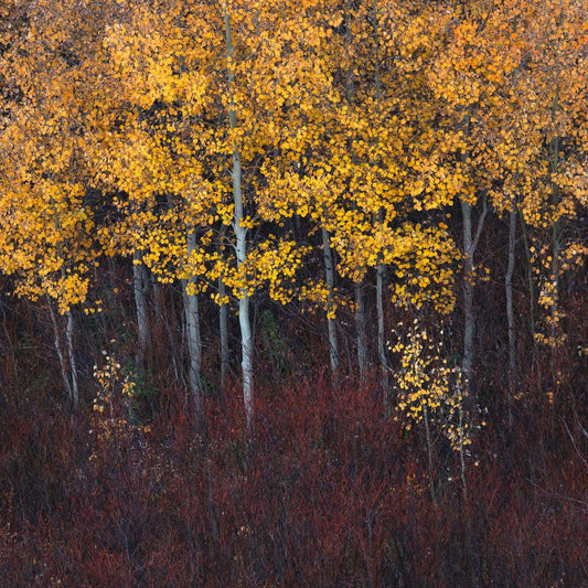 Grand Teton Fall Ground Fire